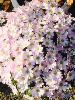 image-63347.jpg