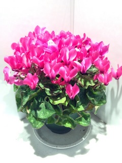 image-7c6db.jpg